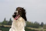 BARZOI 062